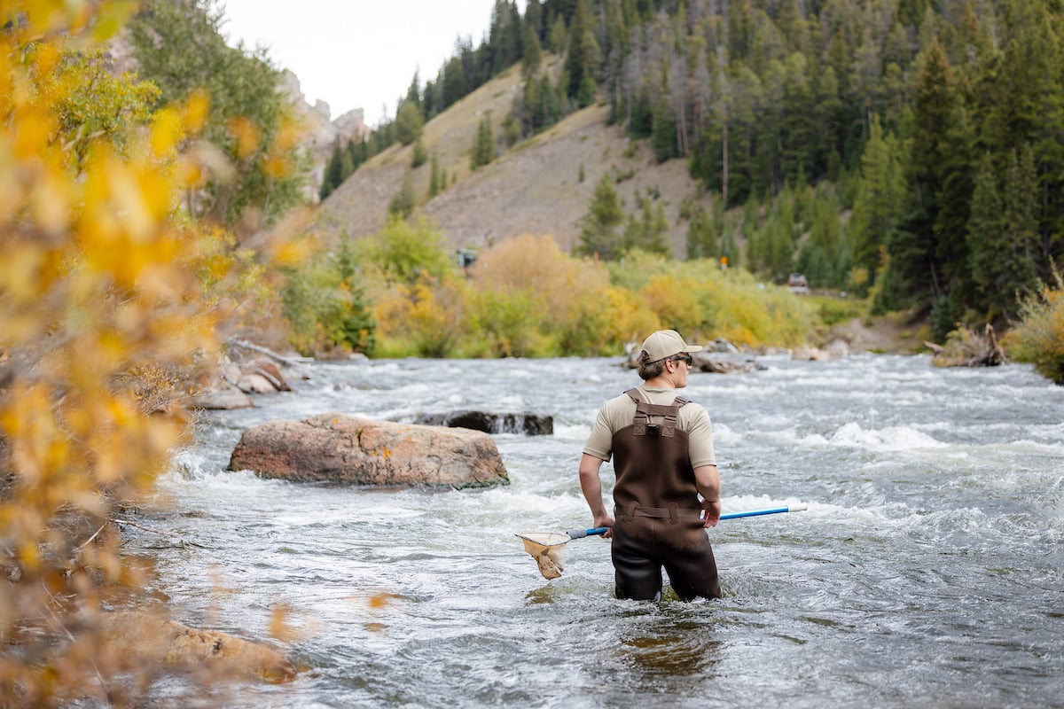 Holding an aquatic net, a student wades through knee-deep water upstream in the Taylor River with fall colors and the canyon in the background.