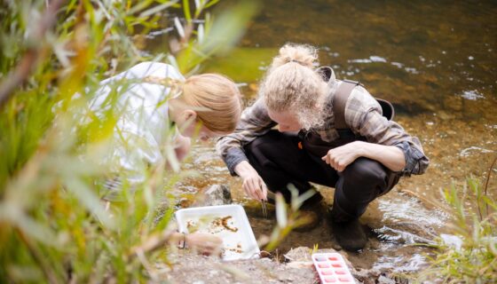 On the bank of the Taylor River, two students kneel and sort insects into an ice cube tray.