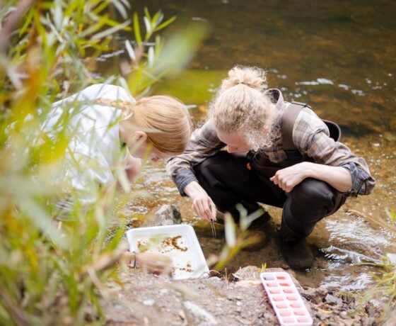 On the bank of the Taylor River, two students kneel and sort insects into an ice cube tray.