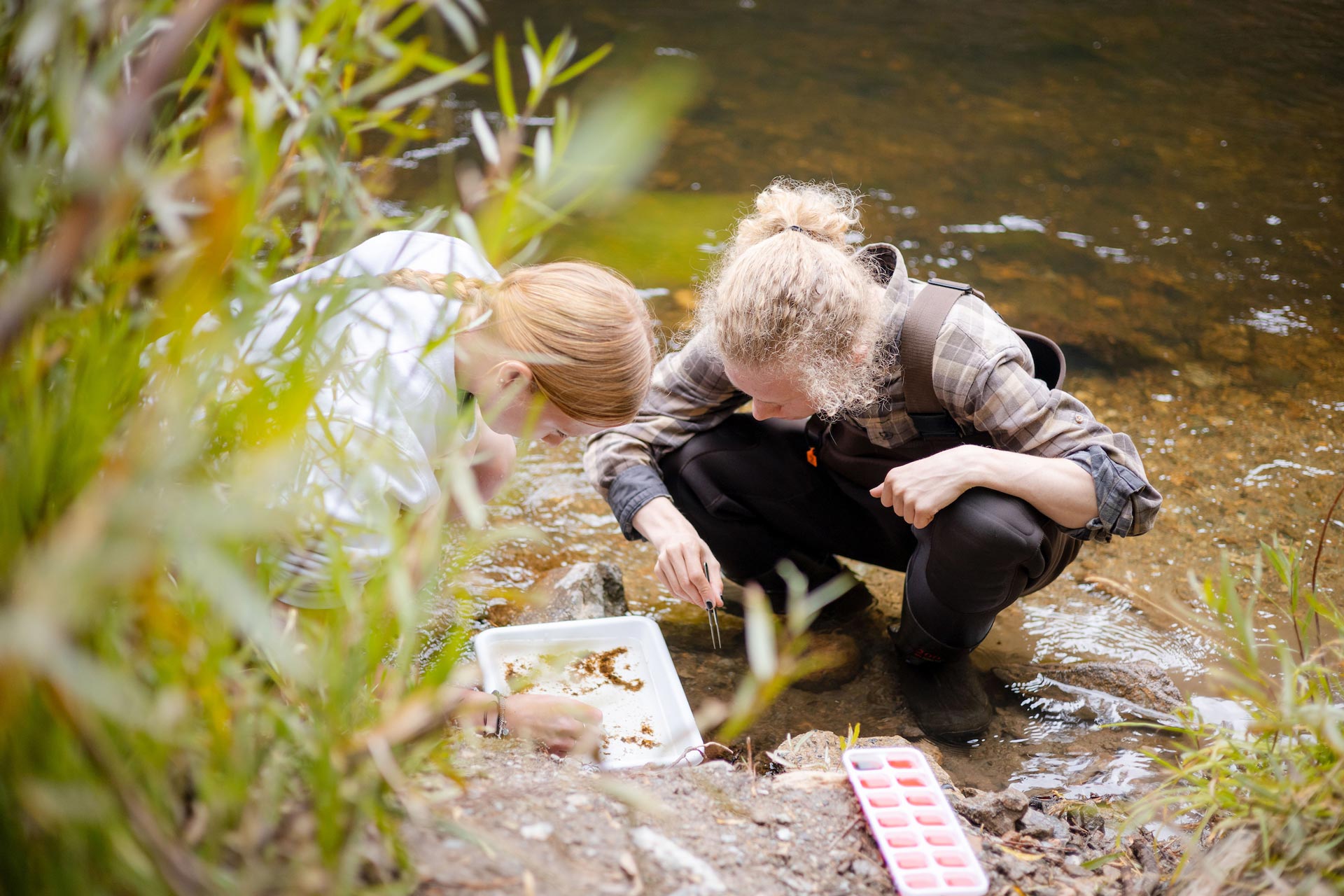 On the bank of the Taylor River, two students kneel and sort insects into an ice cube tray.