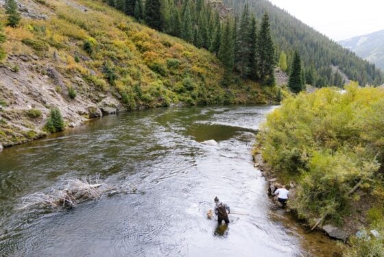 A wide landscape shot of a student collecting insect samples on the Taylor River.