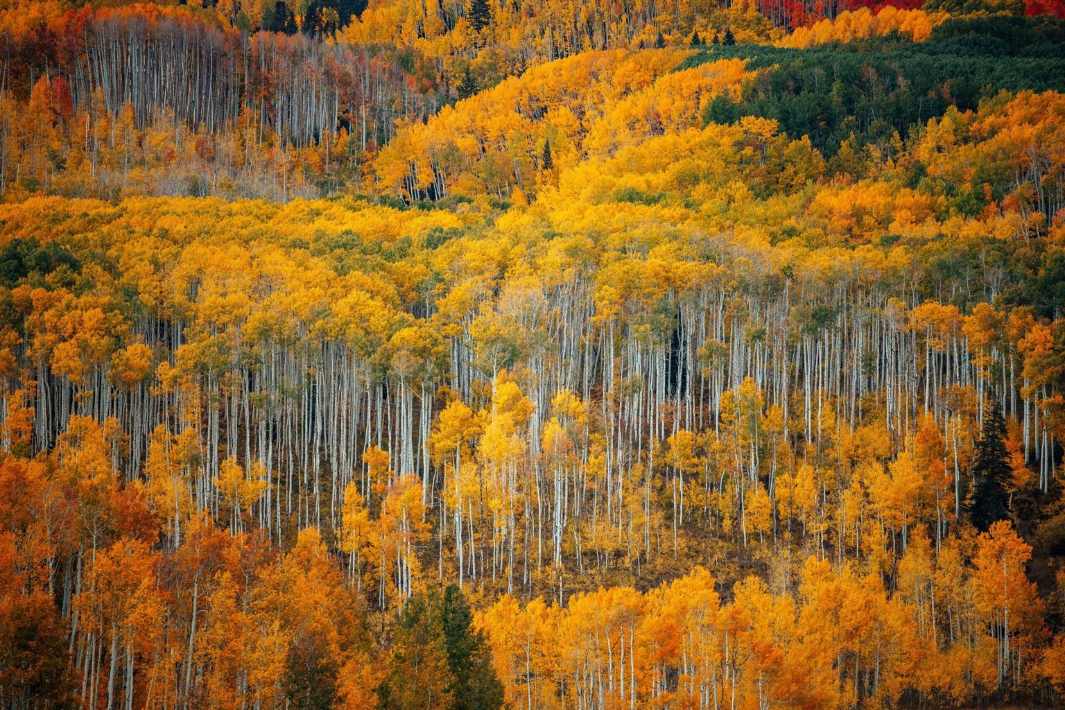 An aspen forest during peak fall colors.