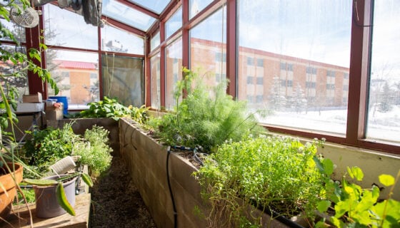 Drew, President of Organics Guild shows off the plants in the Pinnicals Greenhouse.