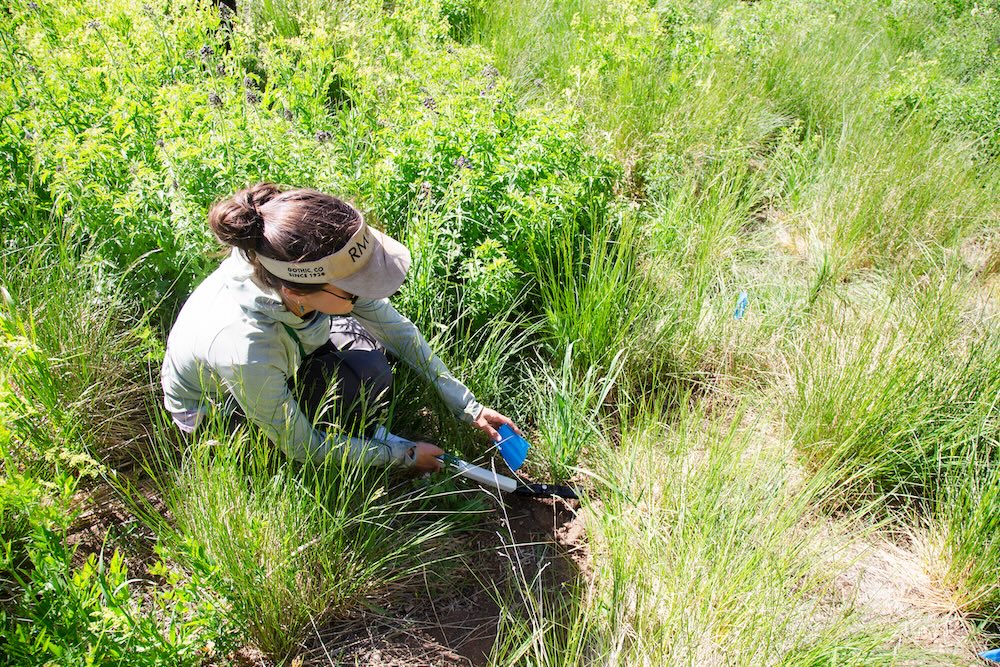 A woman holding some sort of sensor device scans the ground as she crouches in a meadow on Snodgrass Mountain.