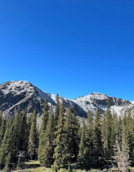 Public Input Sought for GMUG Forest Health Projects
