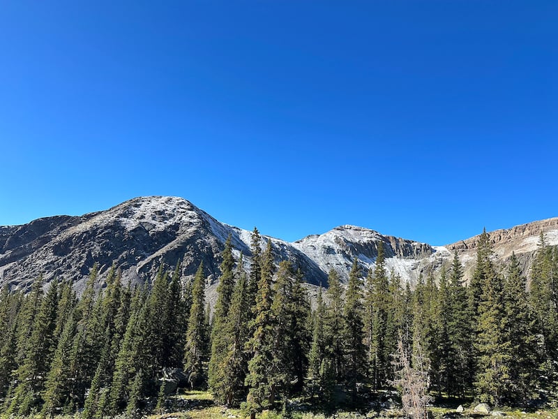 Public Input Sought for GMUG Forest Health Projects