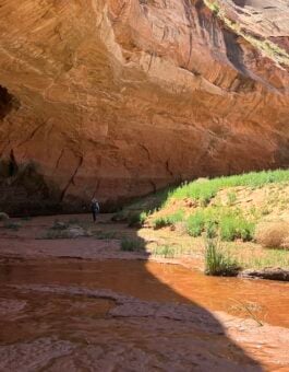 As Lake Powell recedes, Western scientists document the return of life to Glen Canyon