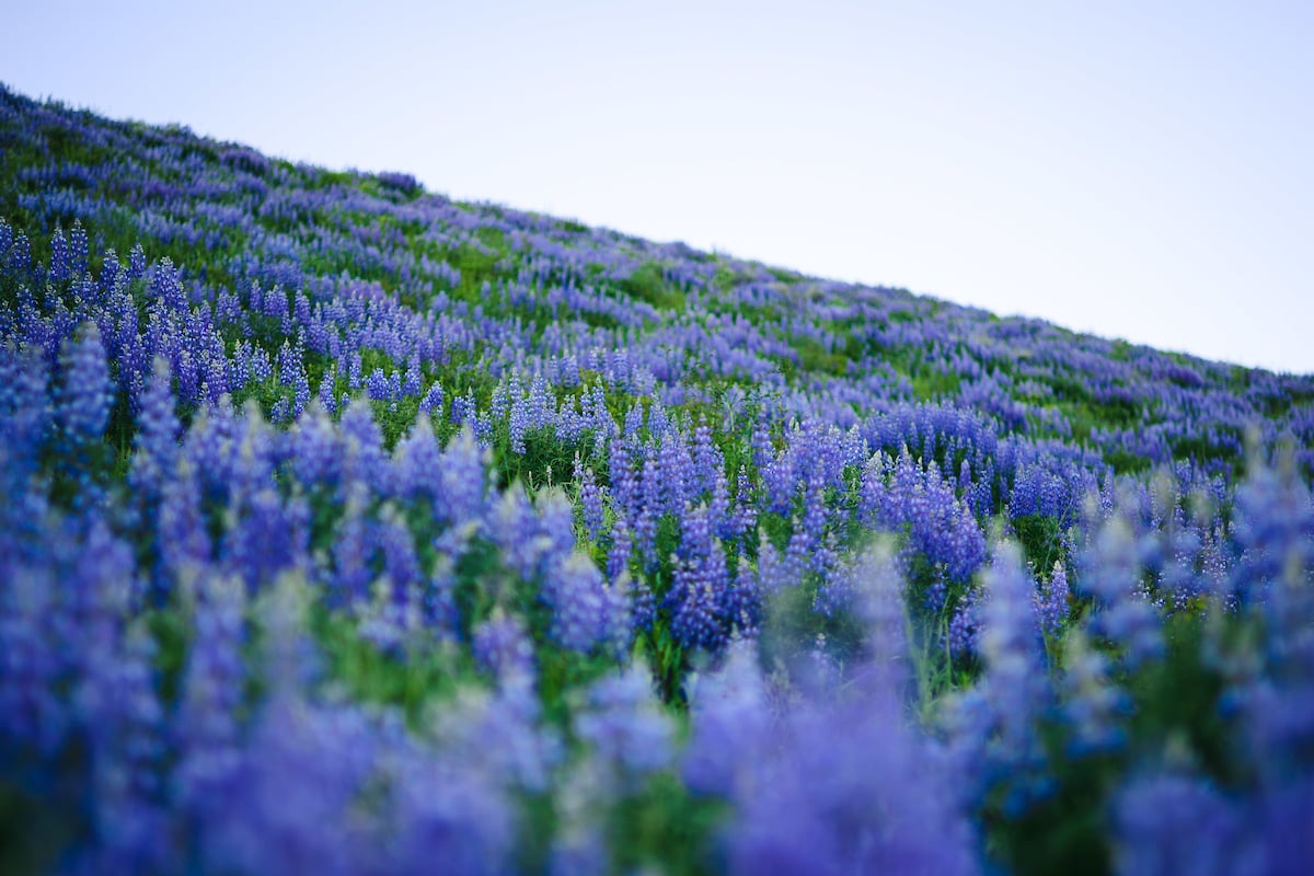 A field of lupine with the sky in the horizon