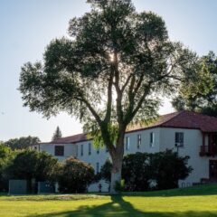 A photo of a cottonwood tree outside the south side of Ute Hall with the sun shining through the leaves and cotton fluff floating around in the air.
