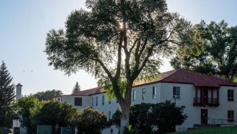 A photo of a cottonwood tree outside the south side of Ute Hall with the sun shining through the leaves and cotton fluff floating around in the air.