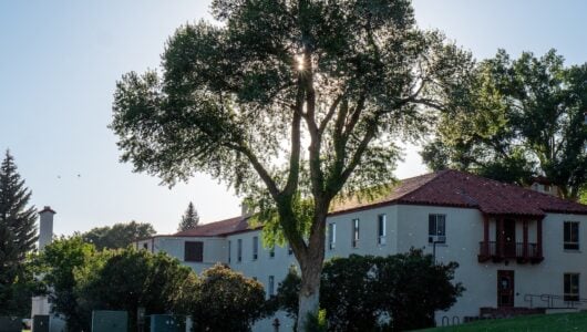 A photo of a cottonwood tree outside the south side of Ute Hall with the sun shining through the leaves and cotton fluff floating around in the air.