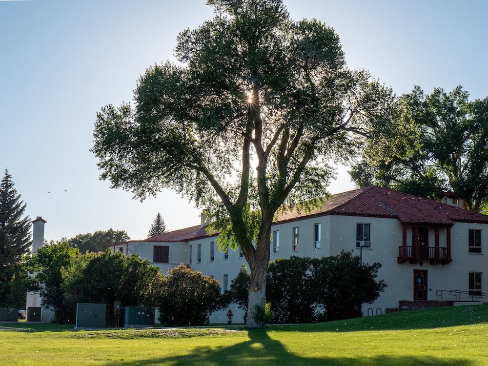 A photo of a cottonwood tree outside the south side of Ute Hall with the sun shining through the leaves and cotton fluff floating around in the air.