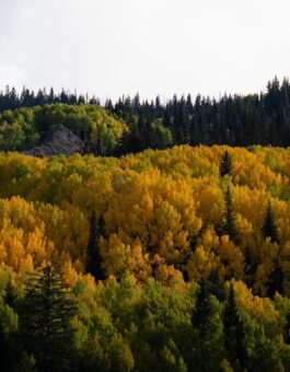 A Burning Question: Western Colorado University researchers challenge long-held assumptions about wilderness, fire, and what it means to care for a landscape