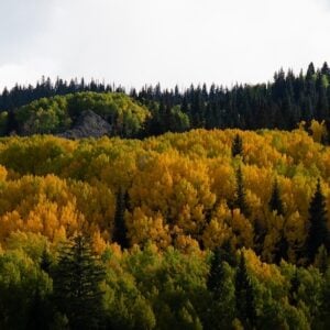 A photo of a grove of changing aspens in the fall on Kebler Pass.