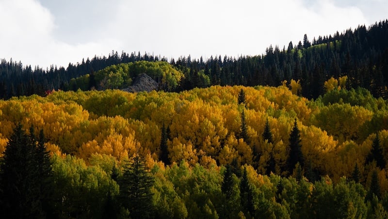 A photo of a grove of changing aspens in the fall on Kebler Pass.