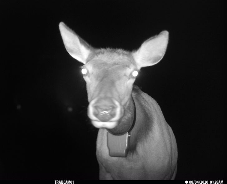 A deer is captured at night on a trail camera.