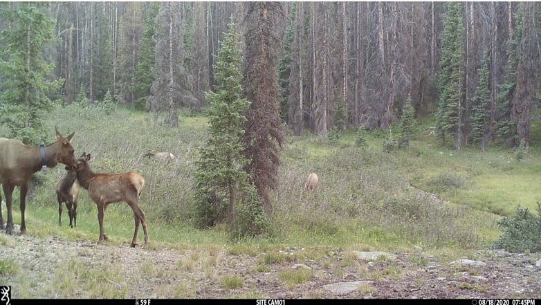 Elk in a forest captured through a trail cam.