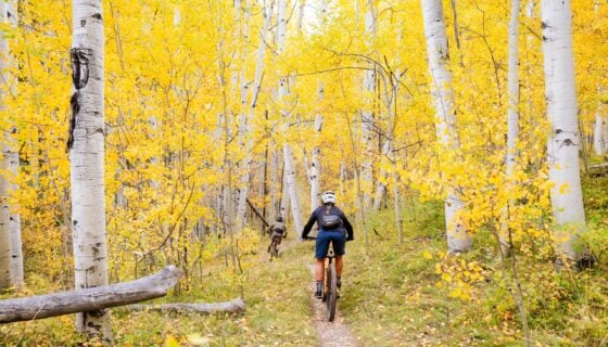Two athletes mountain bike down a trail surrounded by aspens during peak fall colors.