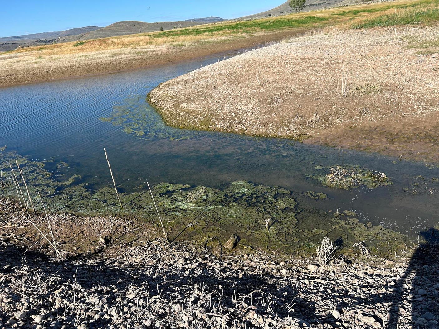 Algal blooms in a river branch of Blue Mesa