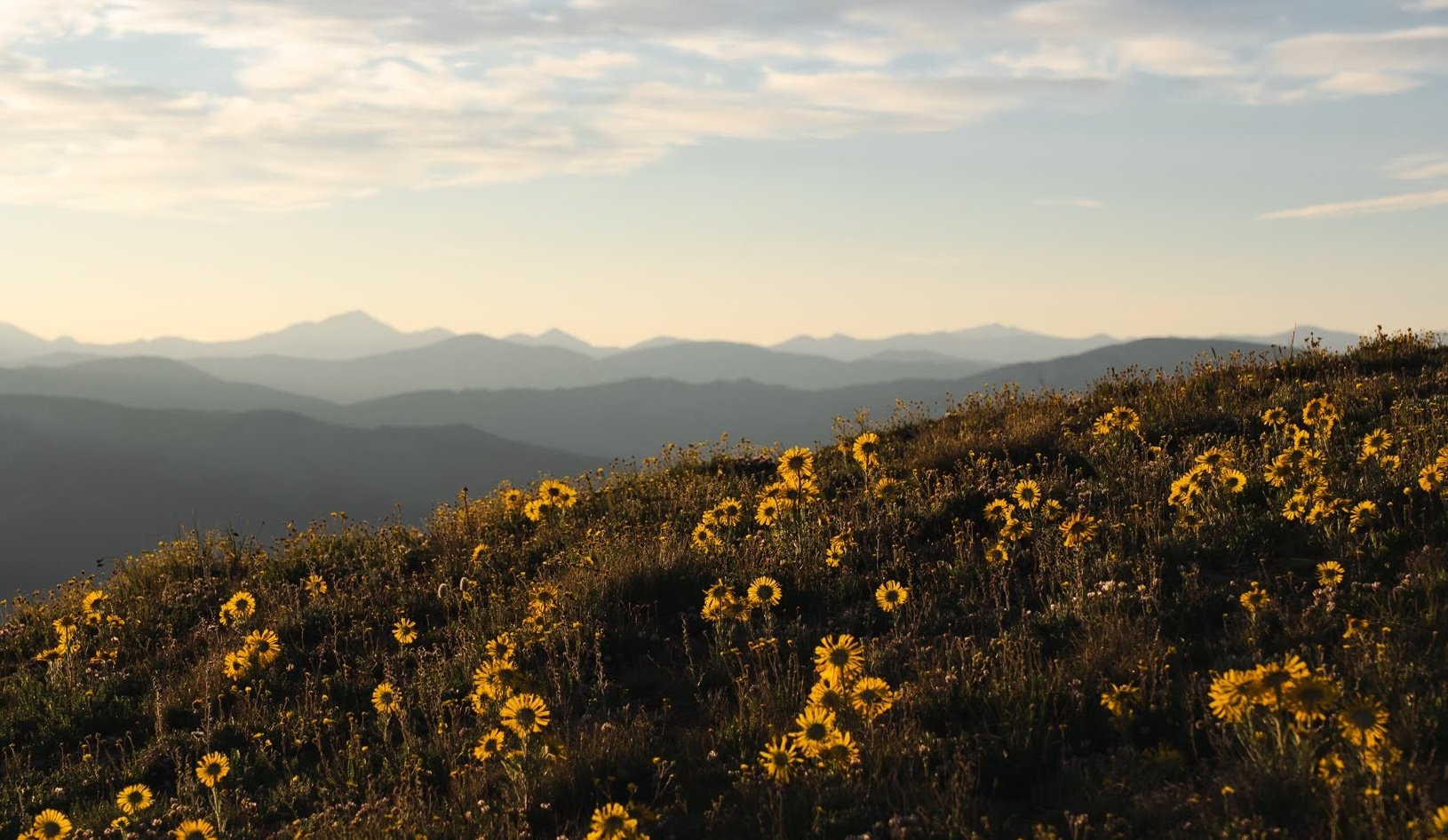 A field of wildflowers with mountains in the background during sunrise.