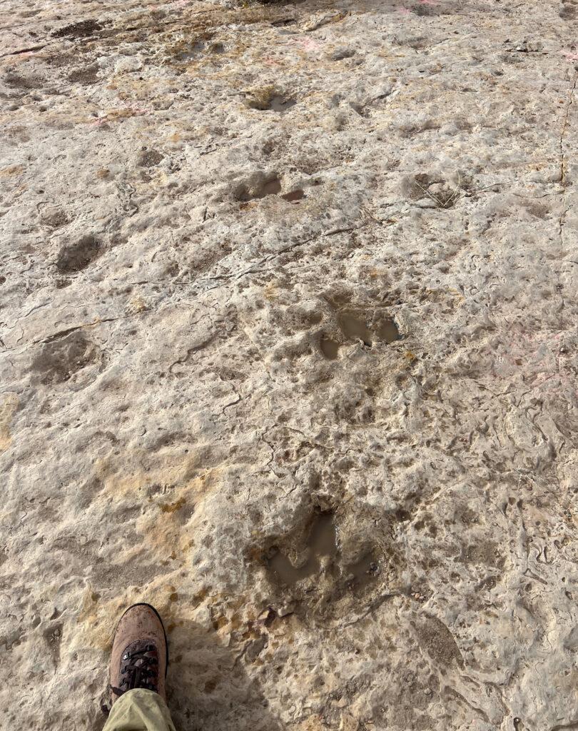 Dinosaur tracks in dry mud