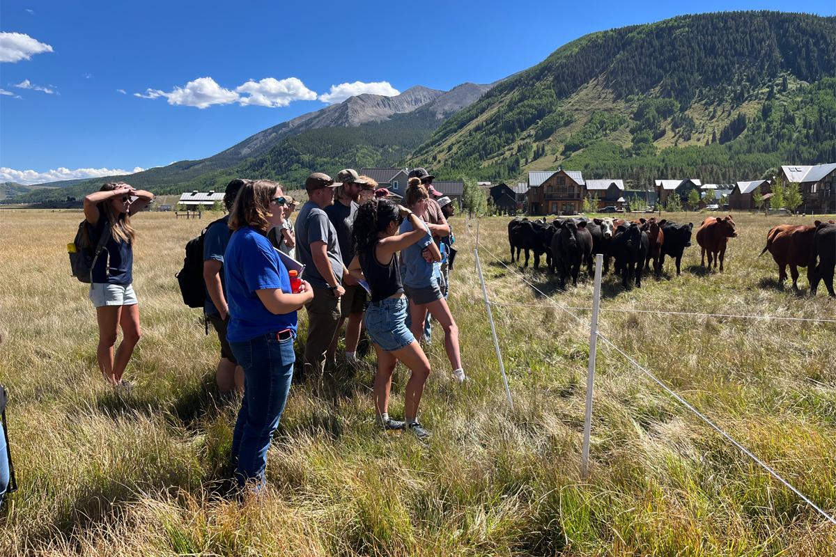 A group looks at the ranch and cows.