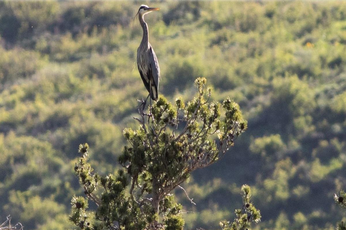 Researchers Help Shape Recreation Policy with Great Blue Heron Study
