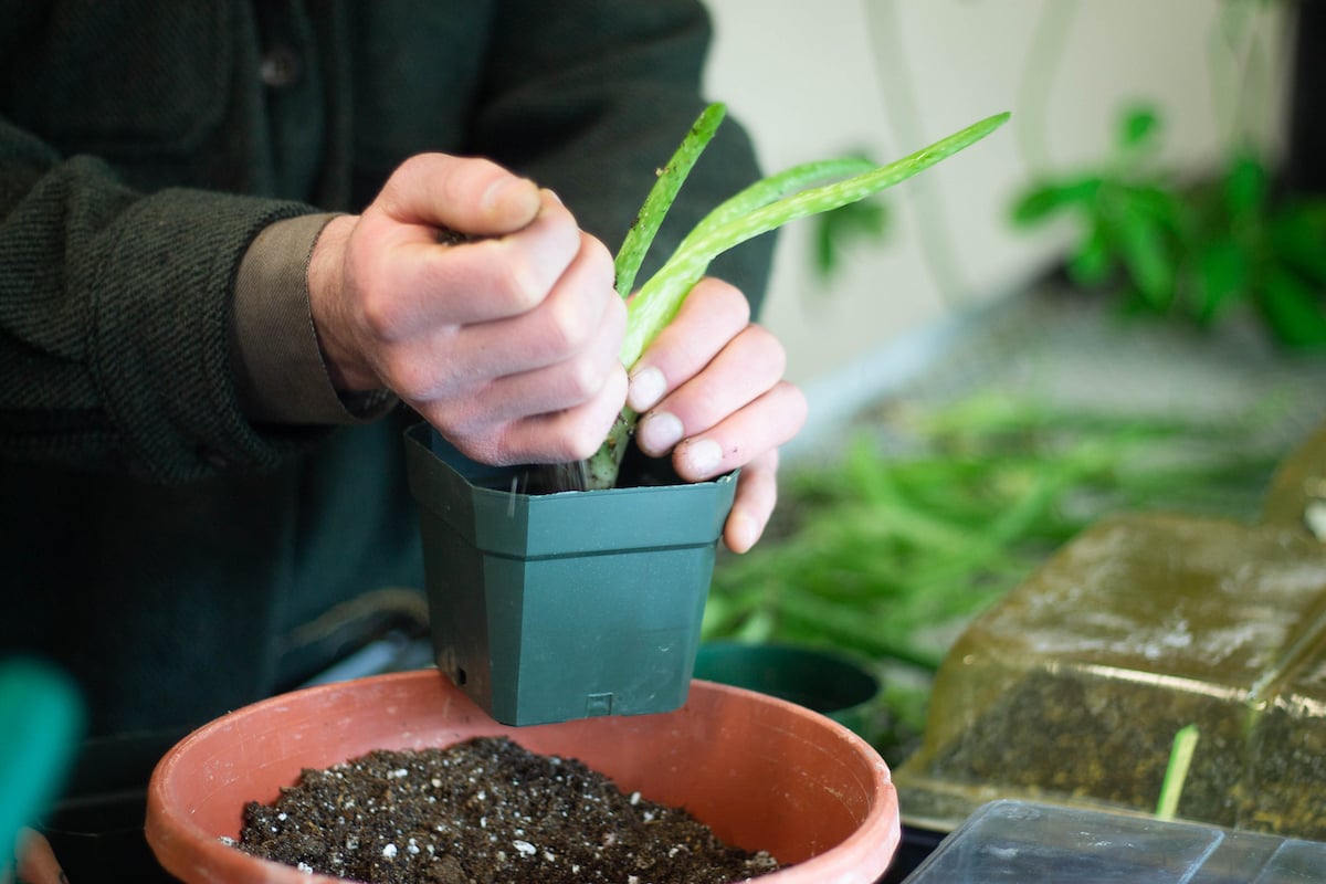 A student from the Wildlife Society club propogates a new aloe plant in the campus greenhouse.