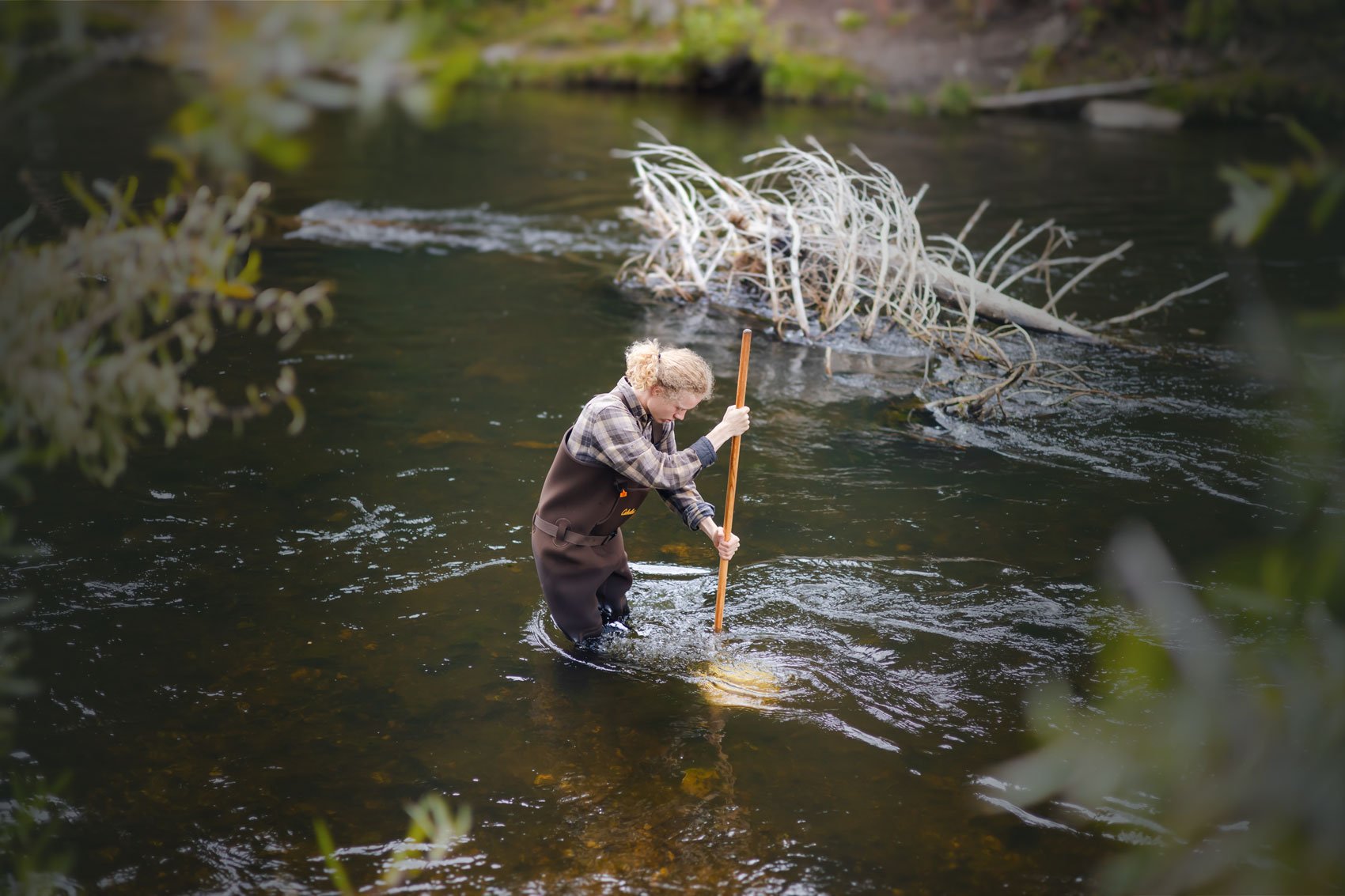Student wearing waders digging his aquatic net into the Taylor River
