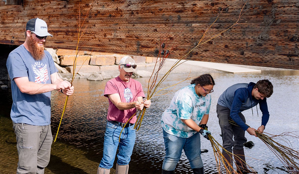 Three students and professor Pat Magee wrap bundles of willow branches with cords