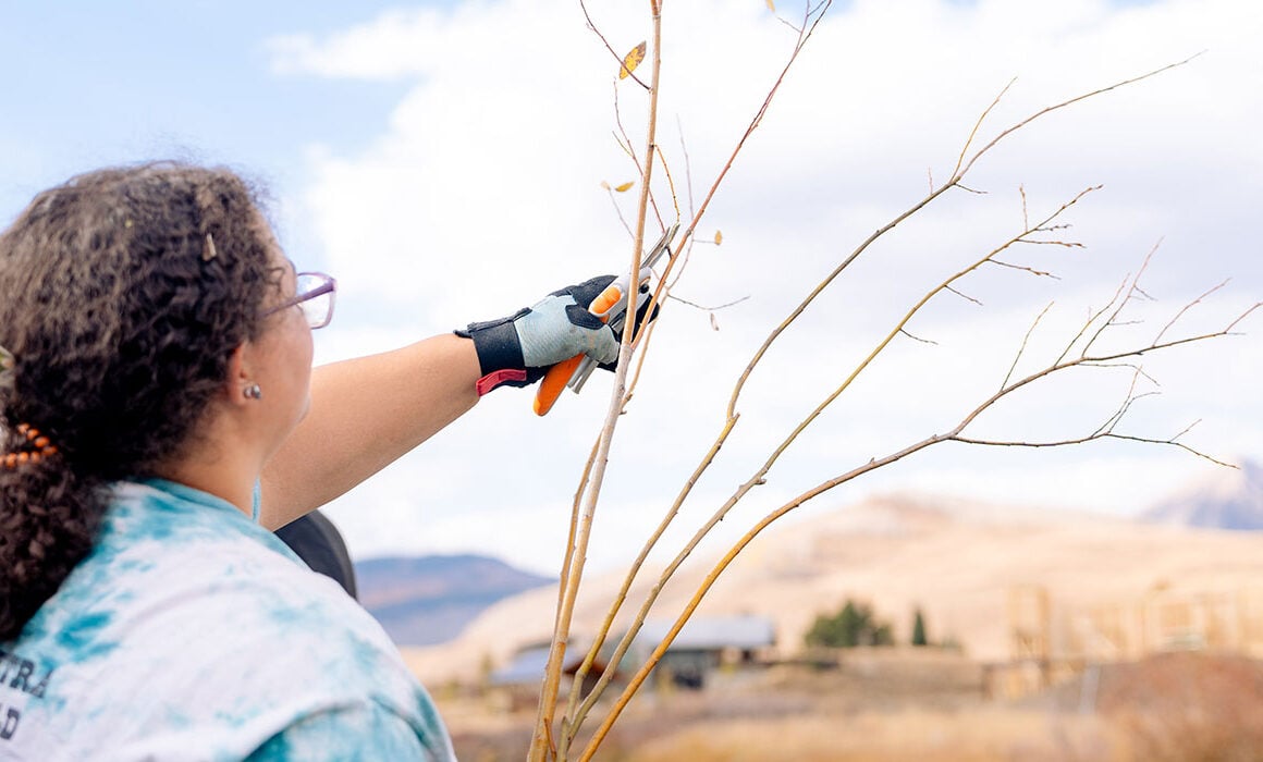 A student snips a willow branch on the bank of the Slate River