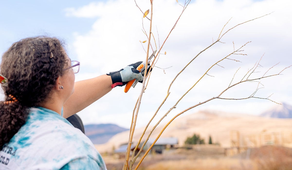 A student snips a willow branch on the bank of the Slate River