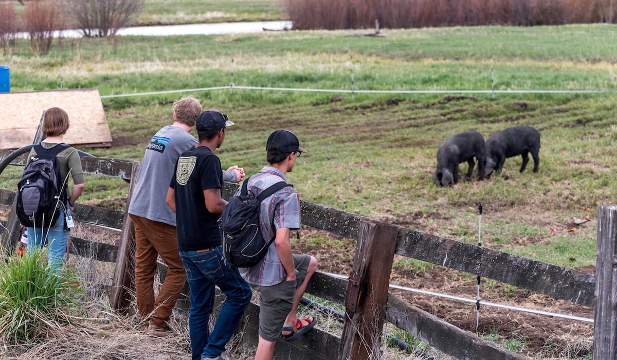 One of Coldharbour Institute's newest projects - the Calder Farms pigs