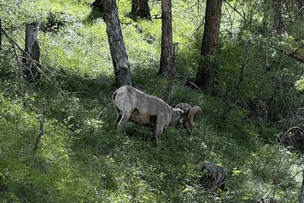 New Student-led Study to Look at Health of Black Canyon Bighorn Herd