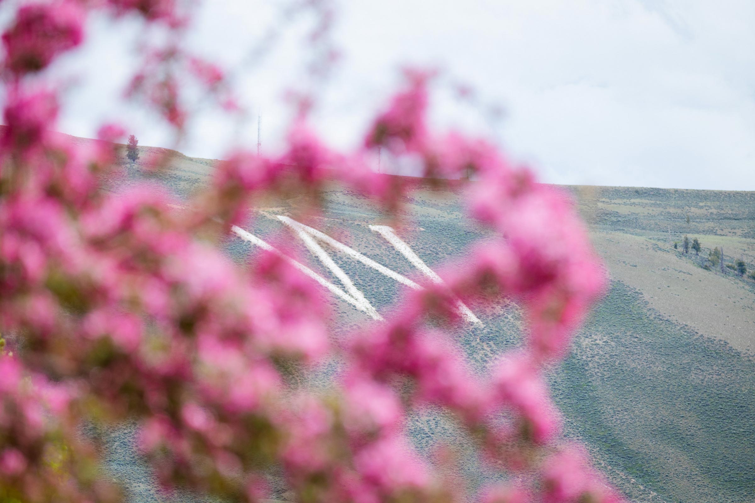 A shot of W Mountain with crab apple blossoms in the foreground