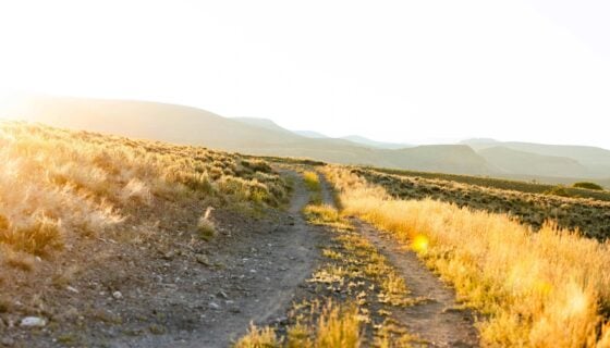 A trail at golden hour behind campus with sage surrounding it.