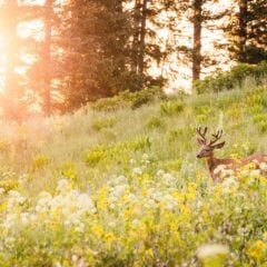 A deer in a flower field at sunrise