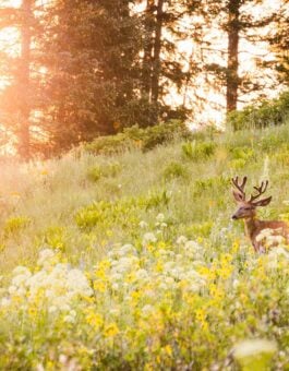 Feel Guides: A Connection of Art, Ecology, Poetry