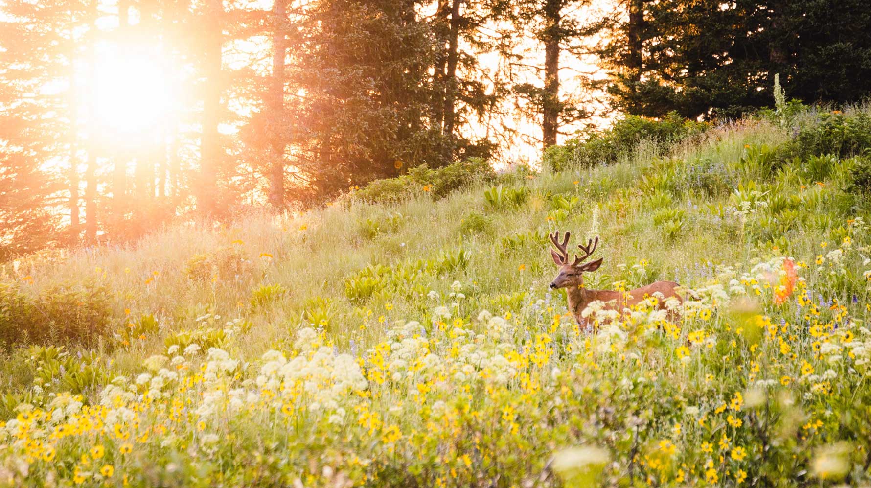 A deer in a flower field at sunrise