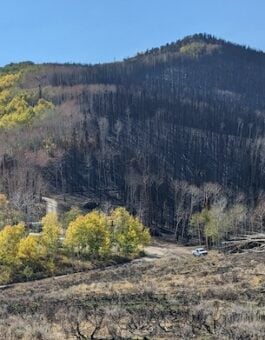 Research Shows Aspen Forests Slow Wildfire Spread