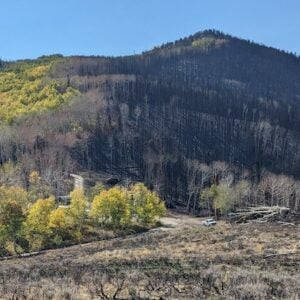 Aspen forest burnt by a highline fire.