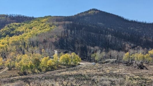 Aspen forest burnt by a highline fire.