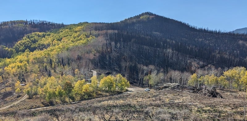 Aspen forest burnt by a highline fire.