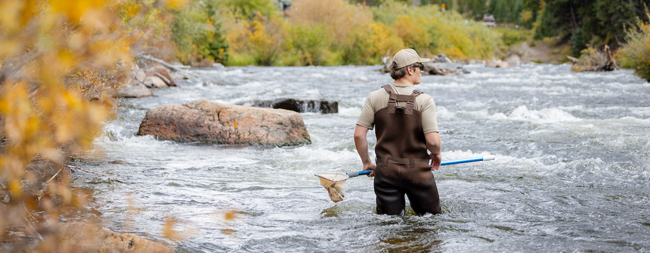Holding an aquatic net, a student wades through knee-deep water upstream in the Taylor River with fall colors and the canyon in the background.