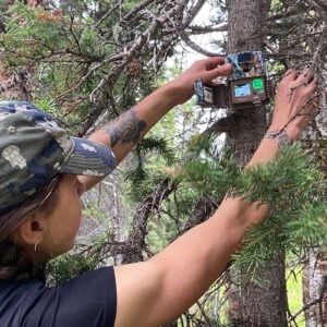 Beaupré hangs a trail camera on a tree to monitor wildlife.