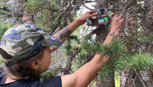 Beaupré hangs a trail camera on a tree to monitor wildlife.