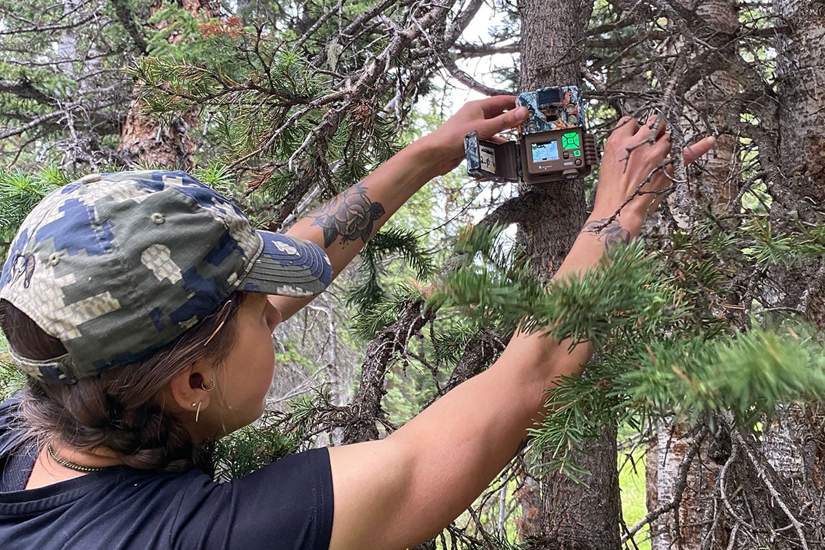 Beaupré hangs a trail camera on a tree to monitor wildlife.