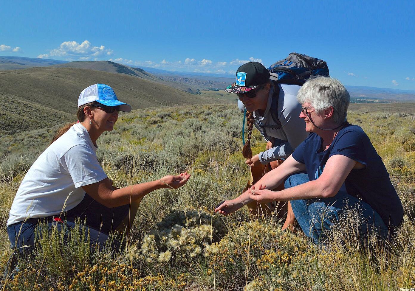 Two students crouch with an MEM faculty member while studying vegetation in a field of sage.